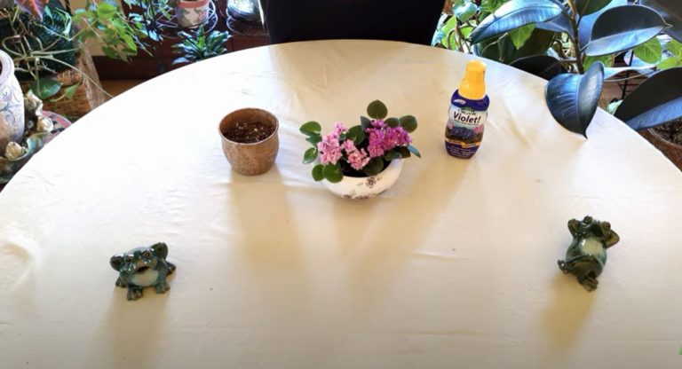 Mini African Violet Care: What to Know