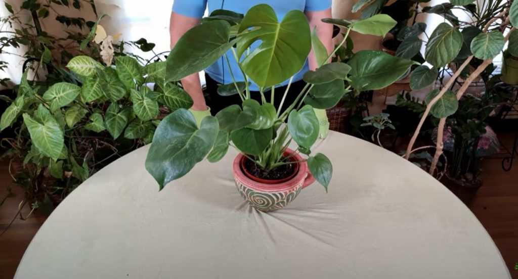 Monstera deliciosa Care: What to Know