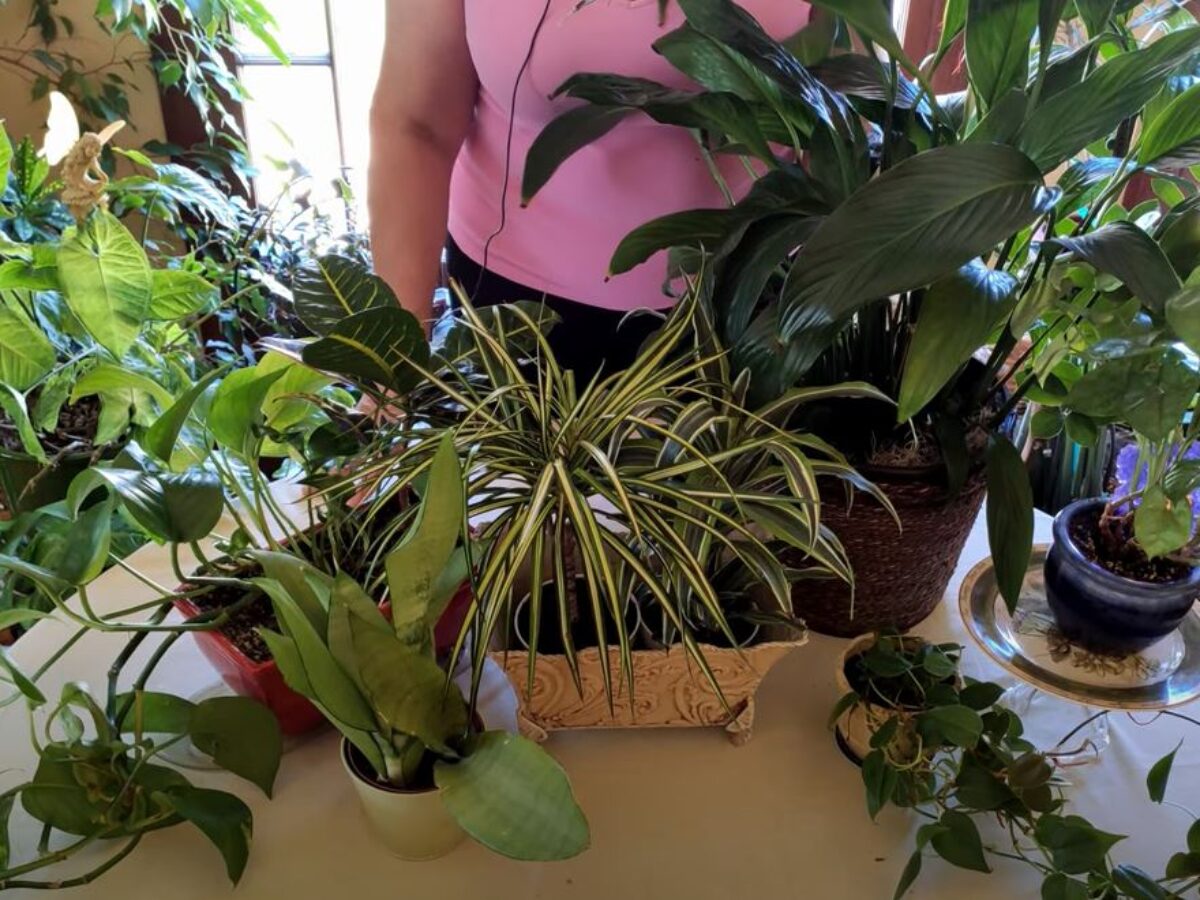 evergreen jasmine plant - 1 Gallon