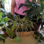 My Top Easy to Grow Houseplants/These watering tips are all you need!