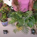 Parlor Palm Care: What to Know