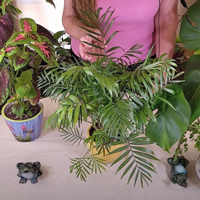 marle pothos Pothos main image 0