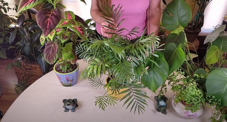Parlor Palm Care: What to Know