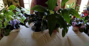 Peace Lily Plant Care: What to Know