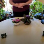 Plant Stories: African Violet History