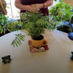 Plant Stories: Parlor Palm History