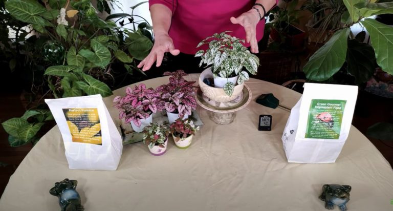Polka Dot Plant Care: What to Know