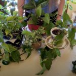 Pothos Care: What to Know
