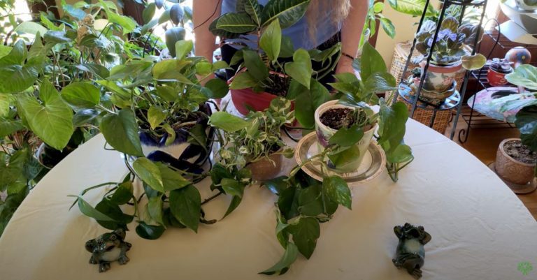 Pothos Care: What to Know