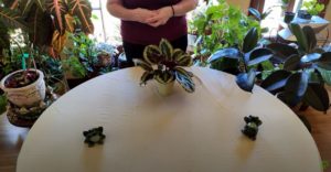 Prayer Plant Care: What to Know