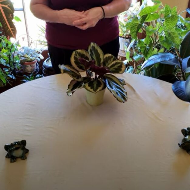 Prayer Plant Care: What to Know