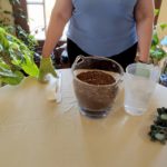 Preparing Soil for Houseplant Repotting
