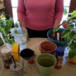 Preparing to Repot Your Houseplant (Part 4)