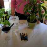 Repotting Your Houseplant Aftercare (Part 6)