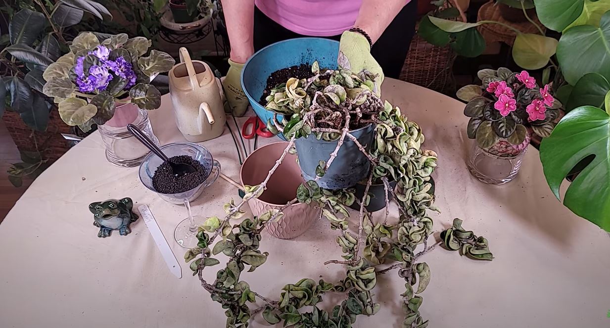 Rope-Corkscrew-Hoya-Revival.jpg