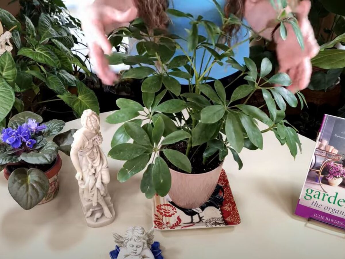 Schefflera Plant Care: What to Know