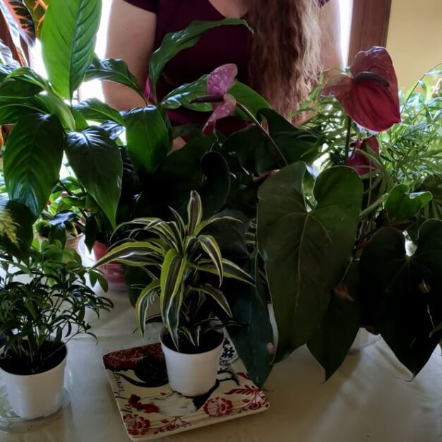 Top Air-Purifying Houseplants