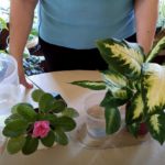 Watering Houseplants from the Bottom: Why and How