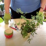 What to Do if You Forgot to Water Maidenhair Fern