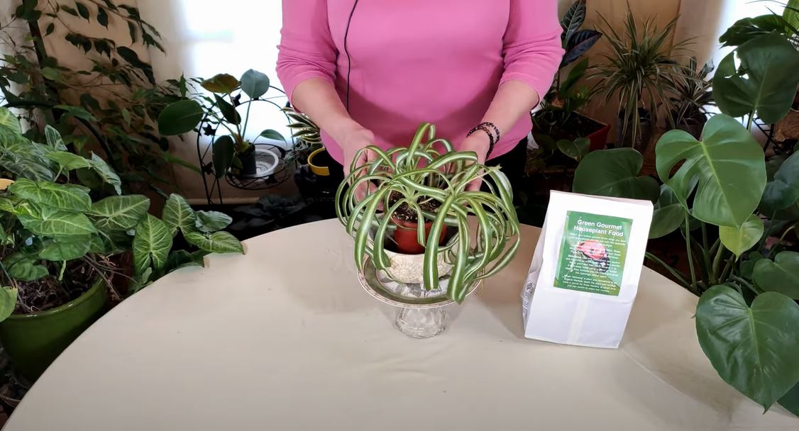 When Spider Plant Leaves Bend and Break