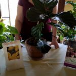 Why Repot New Houseplants