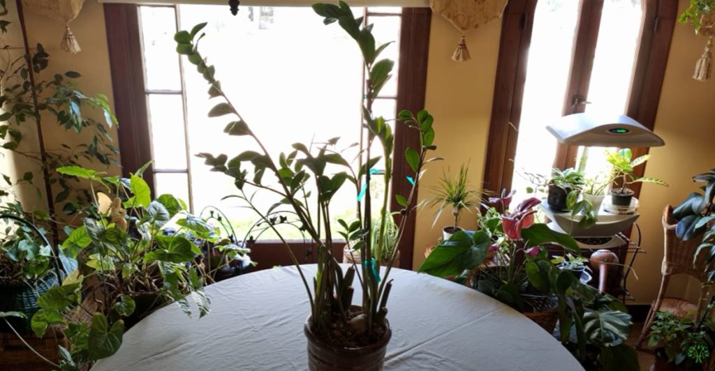 ZZ Plant Care: What to Know
