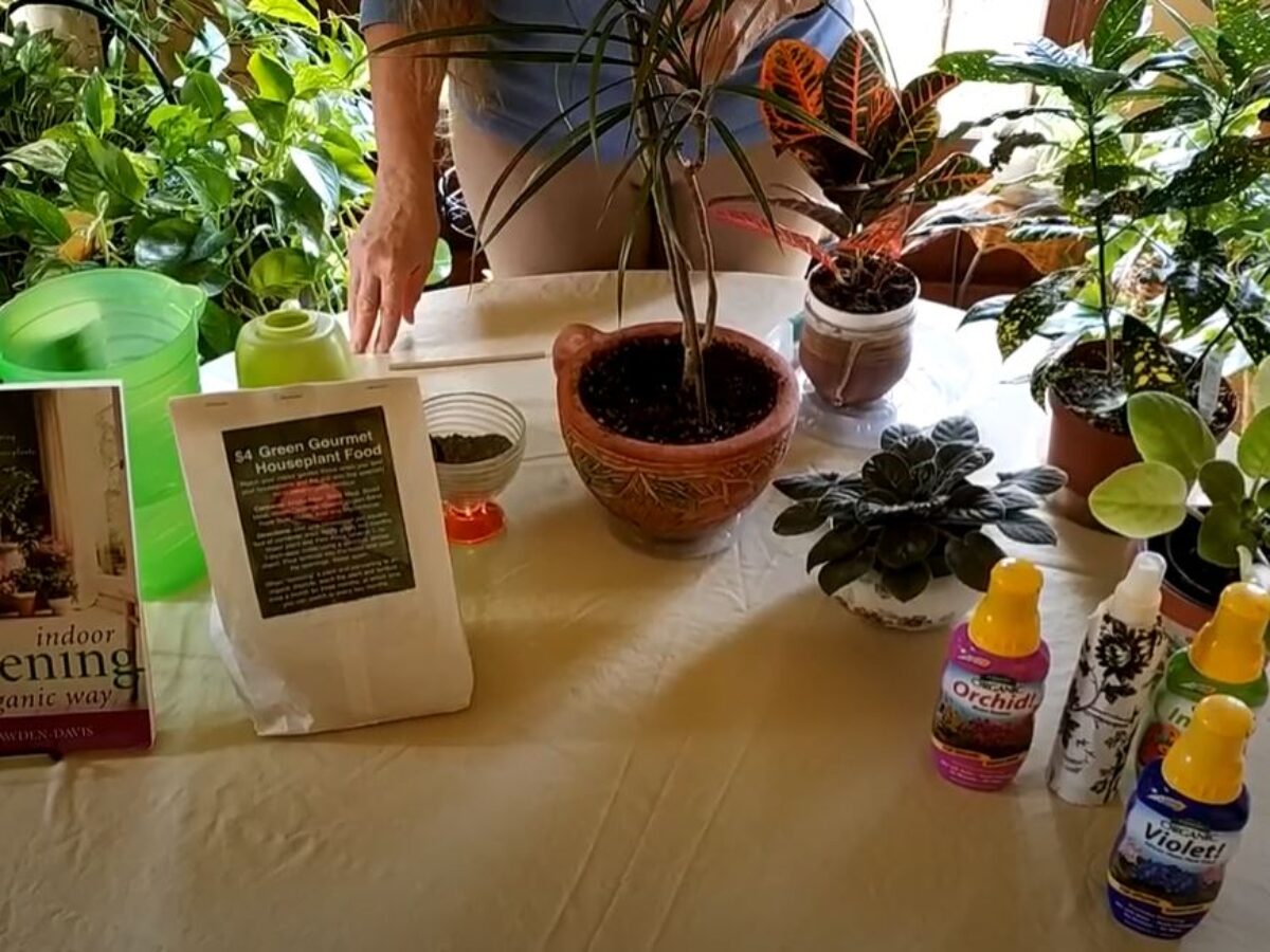 3 Easy Ways to Fertilize Your Houseplants