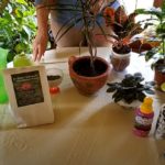 3 Easy Ways to Fertilize Your Houseplants