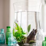 Plant an Aquatic Houseplant Container
