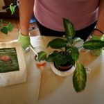 Best Way to Feed Houseplants with Dry Fertilizer