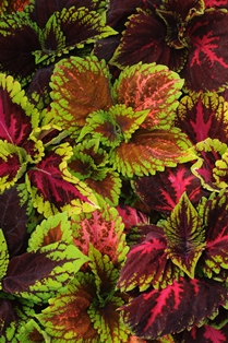 Coleus Kong EmpireMix