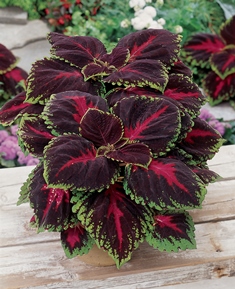Coleus Kong Red