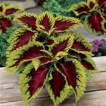 Coleus: Tropical Beauty Decorates Your Indoors