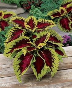 Coleus Kong Rose