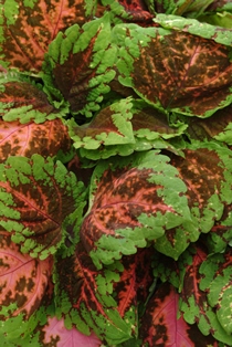Coleus Kong SalmonPink