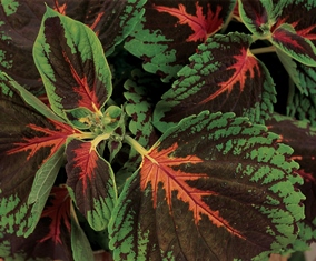 Coleus Kong Scarlet