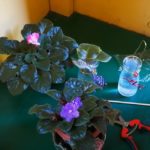 Easy Way to Root African Violets