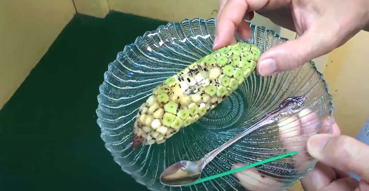 How to Eat Monstera Deliciosa Fruit (sometimes called-Split-Leaf  Philodendron)