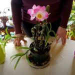 How to Get Dendrobium Orchid to Re-bloom