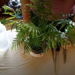 How to Get Houseplants Stuck in Pots out for Repotting