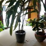 How to Get Rescued Houseplants to Thrive
