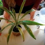 How to Get Rid of Salt in Houseplant Soil (Part 1)