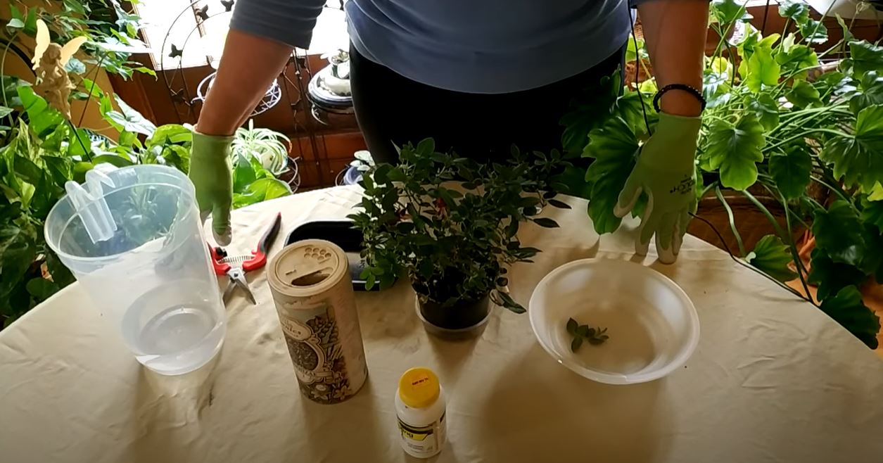How to Grow Miniature Roses Indoors