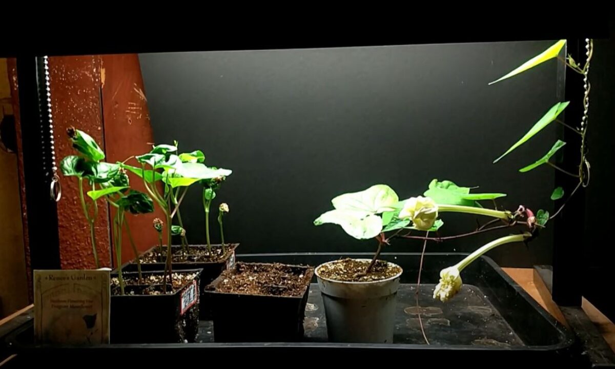 How to Grow Moonflower Indoors