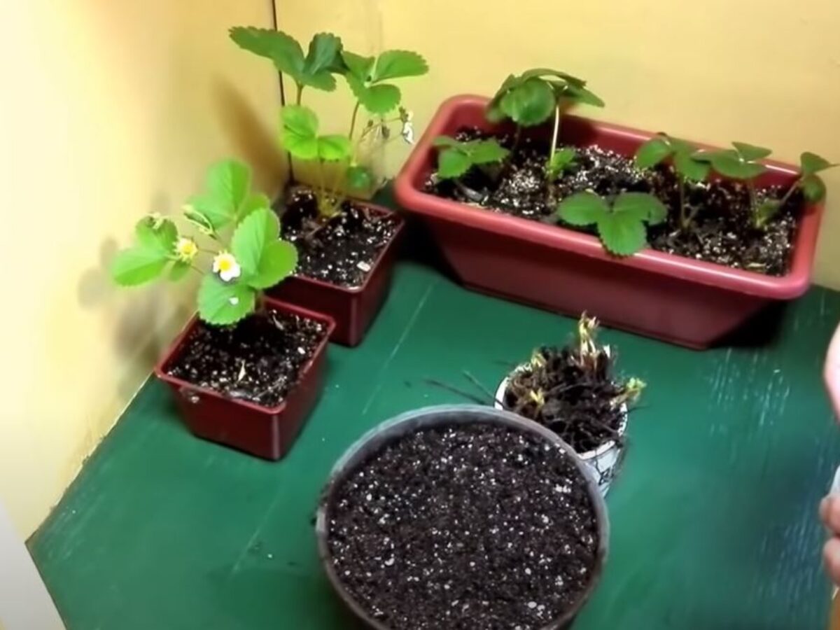 turtle planter for succulents Realistic Turtle Planter
