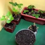 How to Grow Strawberries Indoors
