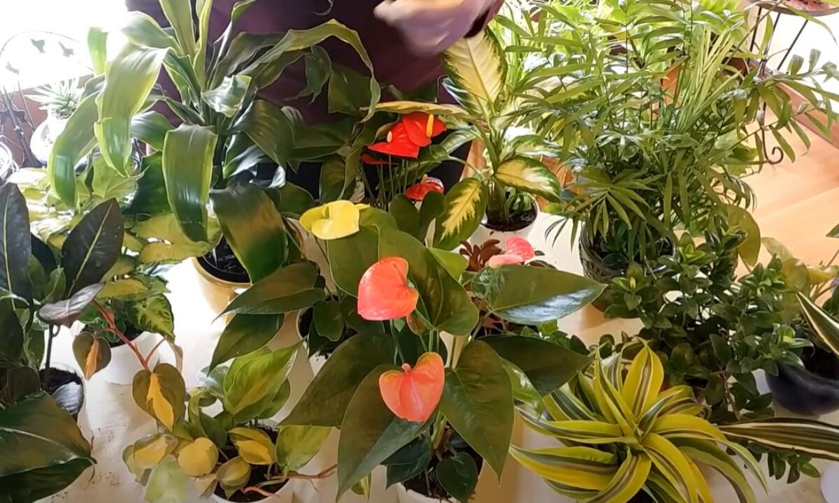 How to Increase Humidity for Houseplants