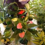 How to Increase Humidity for Houseplants