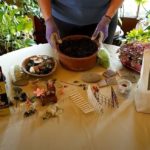 How to Plant an Indoor Fairy Garden