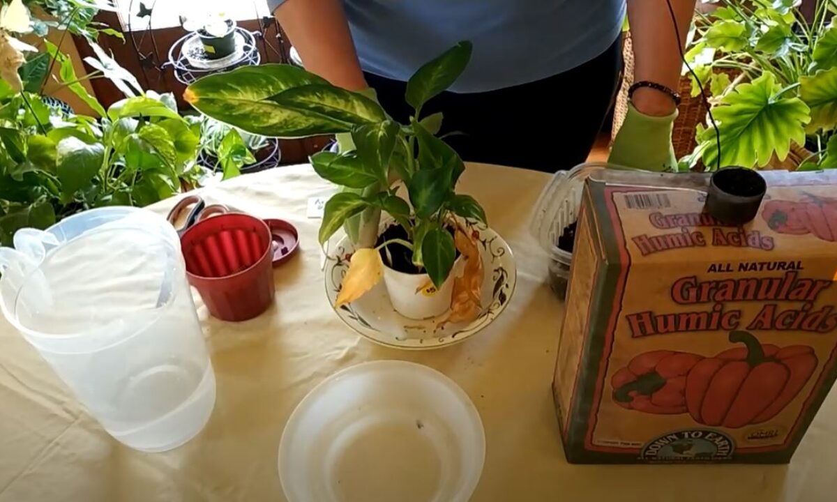 ficus indoor plant Fun Ficus Party Pack